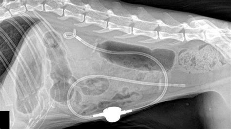 Subcutaneous Ureteral Bypass Sub Central Texas Veterinary Specialty