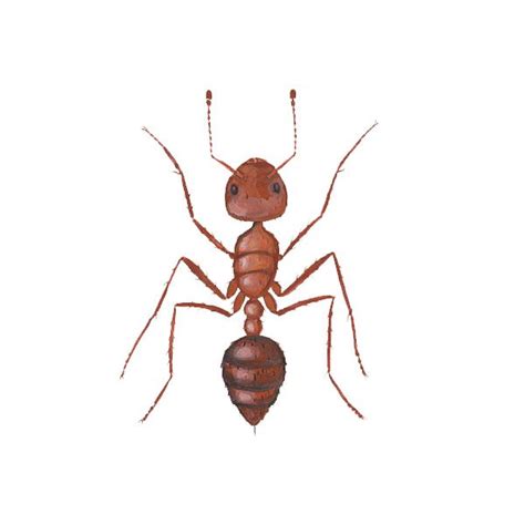 Fire Ant Identification Habits And Behavior Active Pest Control Pest Control And Exterminator