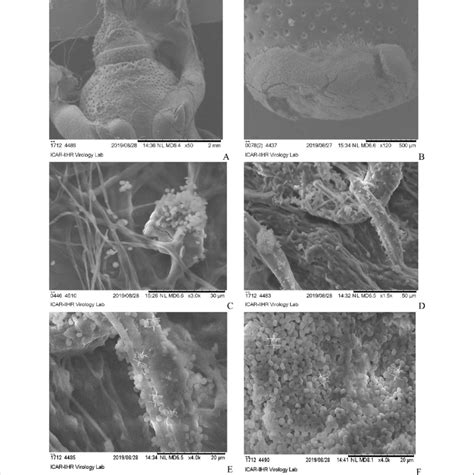 Sem Image Showing The Process Of Beauveria Bassiana Infection In Download Scientific Diagram