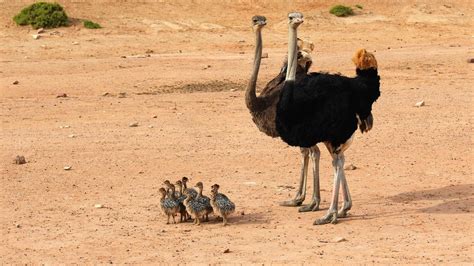 Warum steckt der Vogel Strauß den Kopf in den Sand