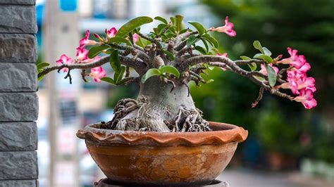 How To Grow A Desert Rose Bunnings Australia