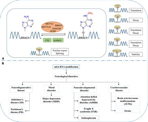 Frontiers Regulation Of N6 Methyladenosine M6a Rna Methylation In