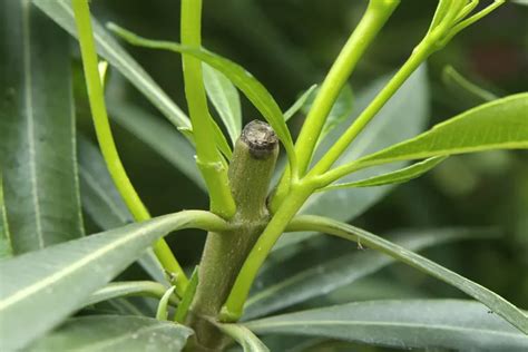 Oleander Snoeien Wanneer En Hoe Doe Je Dat Gardeners World