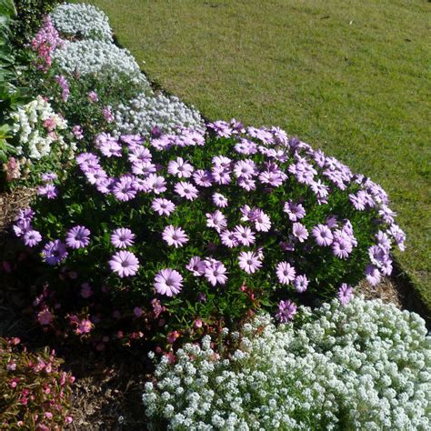 Osteospermum Queensland Gardening Pages Brisbane Qld