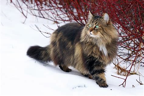 Norwegische Waldkatze Katzenmanie De