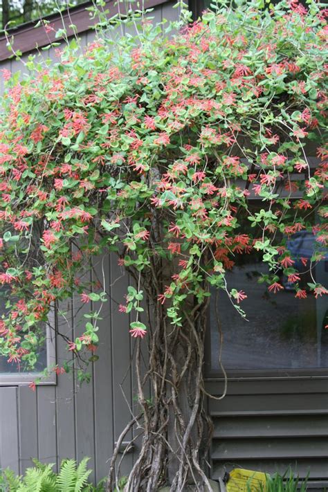 Trumpet Honeysuckle Lonicera Sempervirens From New England Wild Flower