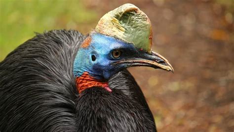 Cassowary’s Distinctive Helmet Acts as Thermal Radiator | Biology | Sci ...