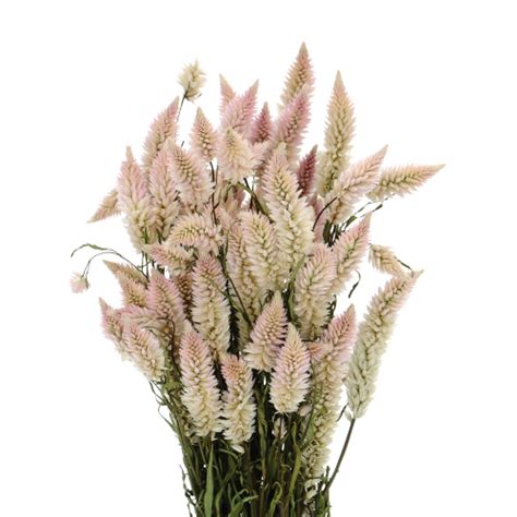 Dried Celosia Bunch Dried Flowers Blosmi Suszone Kwiaty I Trawy