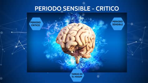 Periodo Sensible Y Critico By Liliana Jara On Prezi