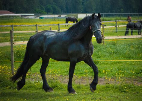 Friesian Horse Breed: Origin, Facts & Cost - The Roping Pen