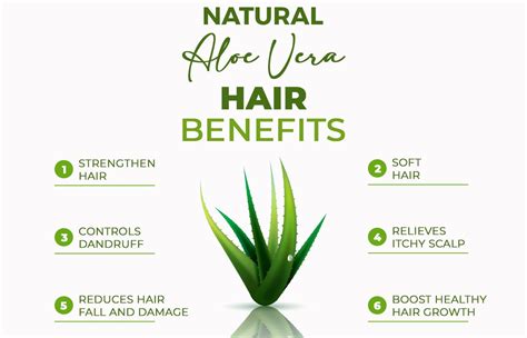 Advantages Of Aloe Vera In Hair Oil Parachute Advansed