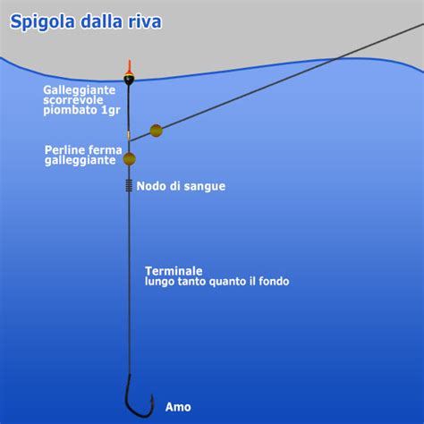 Spigola Dalla Riva Montatura Mare Guida Alla Pesca