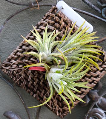 Florez Nursery: Tillandsia growing problems