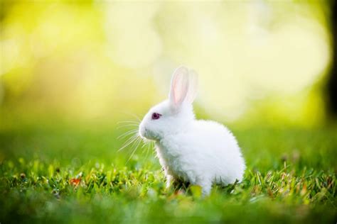 White Rabbit Wallpapers Top Free White Rabbit Backgrounds