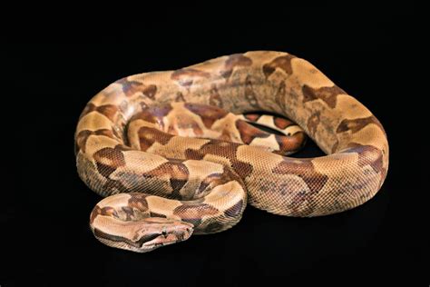 Boa Constrictor Características Alimentación Hábitat Reproducción Depredadores