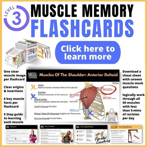 Level 3 Muscle Memory Flashcards By Parallel Coaching