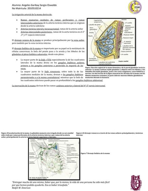 Fijación y limites de la mama mastopatía fibroquísitica PDF