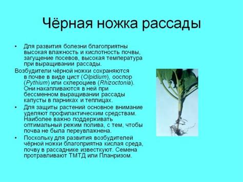 Томат Орлиное сердце: характеристика и описание сорта, отзывы ...