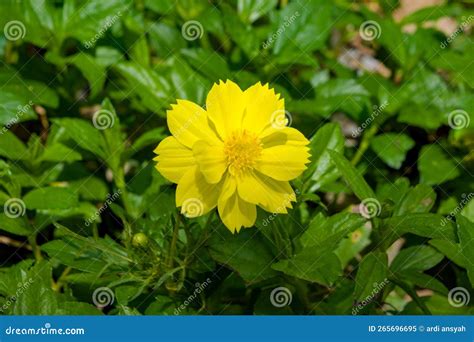 Closeup Photo Of Yellow Cosmos Sulphureus Flower Also Known As Sulfur