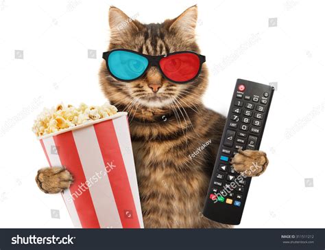 1,643 Cat Funny Videos Images, Stock Photos & Vectors | Shutterstock