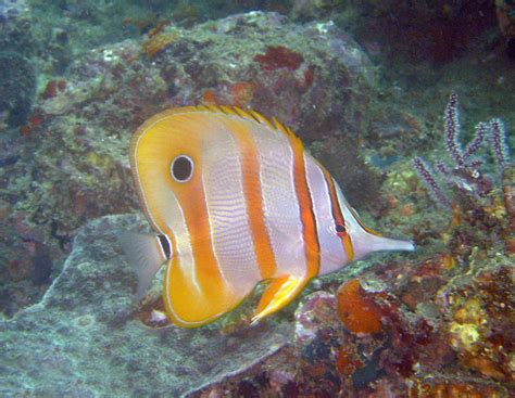 Butterflyfishes Thai Scuba