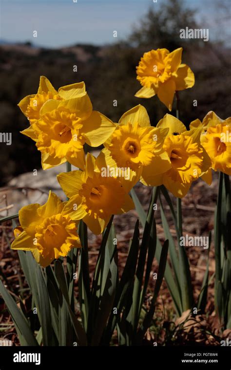 Close Up Of Group Of Bright Yellow Spring Easter Daffodils Blooming