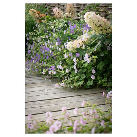 Oak Deck Floating Amongst Hydrangeas Geraniums And Thalictrum