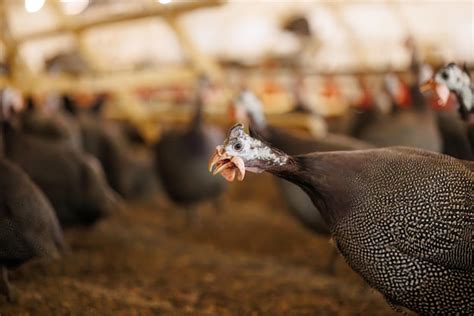 Premium Photo Guinea Fowl In Poultry Farm Setting Selective Focus