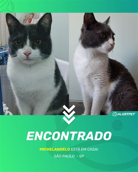 Gato Encontrado S O Paulo Sp Michelangelo Alertpet