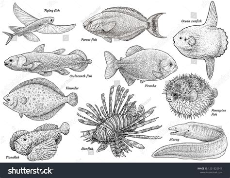 an image of sea animals in black and white stock photo - 5497162