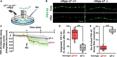 α7 nAChRs are required for nicotine induced FM1 43 de staining along