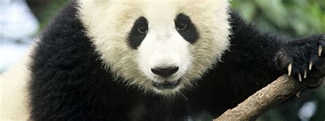 Giant Panda | Species | WWF