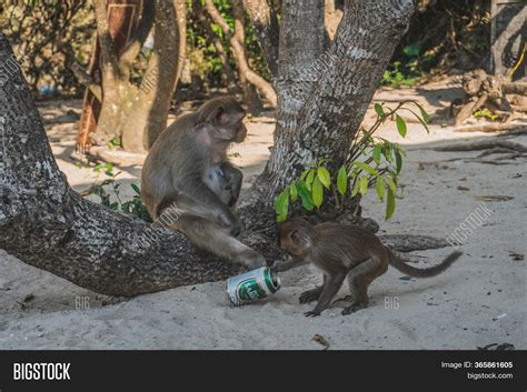 Funny Monkey Drinking Image & Photo (Free Trial) | Bigstock