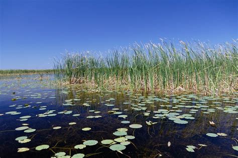 Lake Okeechobee In Florida Is The Largest Freswater Lake In The State