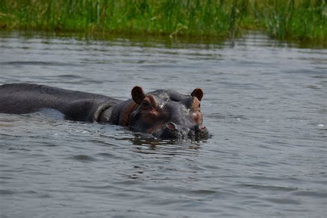 Murchison Falls National Park Weather Murchison Falls Park Climate