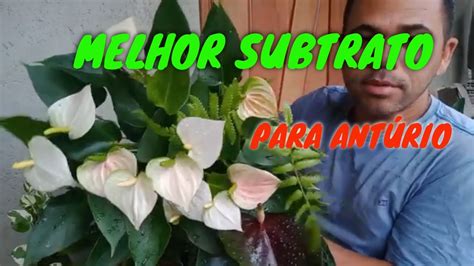 O Melhor Substrato Para Plantar Ant Rio Youtube