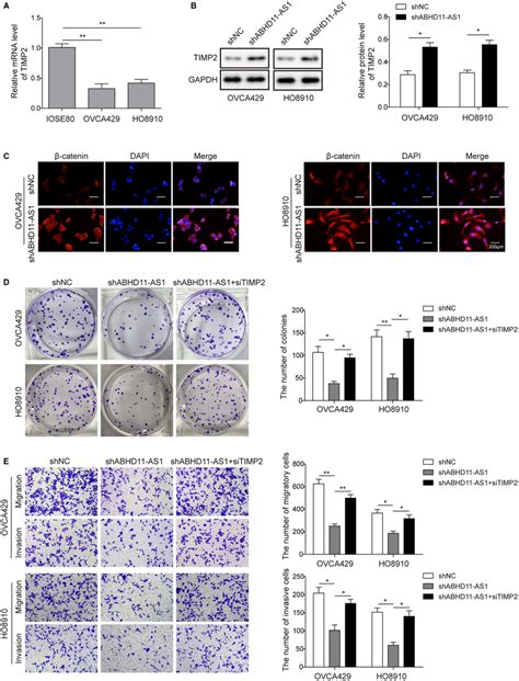 Lncrna Abhd As Knockdown Inhibits Ovarian Cancer Cell Progress By