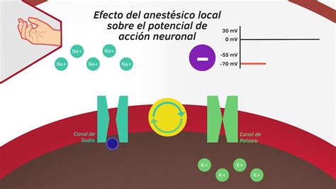 POTENCIALES DE MEMBRANA Y POTENCIALES DE ACCIÓN Alejandra Fuentes