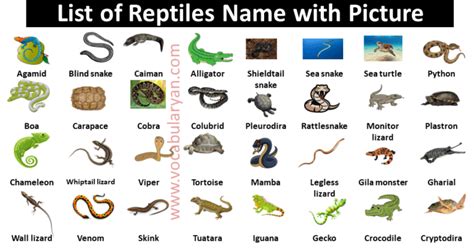 60+ Reptiles Names List in with Pictures – VocabularyAN