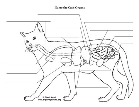 Cat Anatomy Thoracic And Abdominal Organs