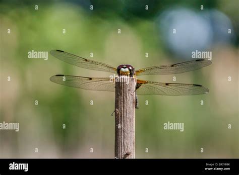 Libellula Quadrimaculata Known As Four Spotted Chaser Four Spotted