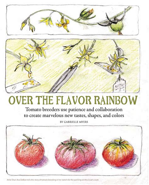 The Art Of Tomato Breeding Edible East Bay