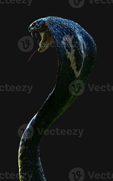 3d Illustration Close-Up of King cobra snake attack isolated on dark ...