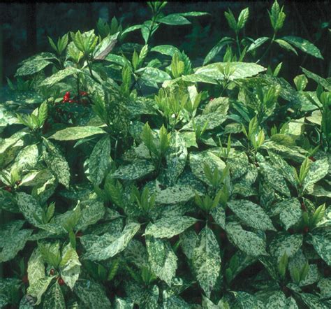 Aucuba Japonica Var Variegata Gold Dust Aucuba