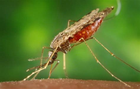 New Mosquito Species Could Derail Fight Against Malaria – Africa.com