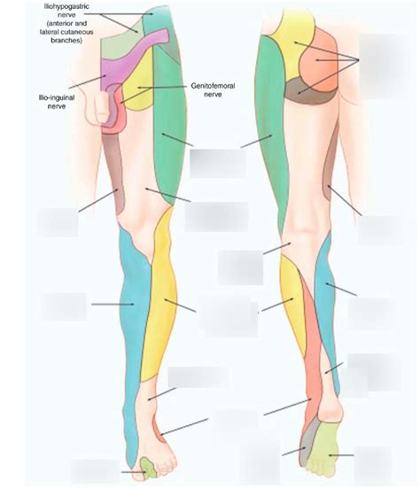 Lower Extremity Cutaneous Innervation Diagram Quizlet