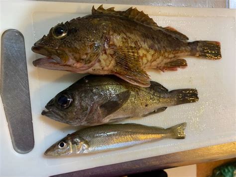 虫ヘッドは釣れないいや魚は釣れる12月にキスが釣れた話をご紹介海釣り好きの釣りブログ