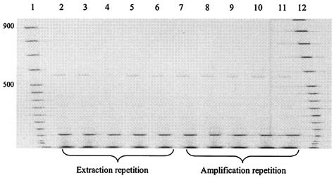 Cfo I Generated T Rflp Pro Fi Les Formed From 16s Rrna Gene Pcr Download Scientific Diagram