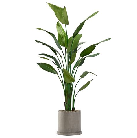 Traveler Palm In Large Grey Marta Pot D W Silks