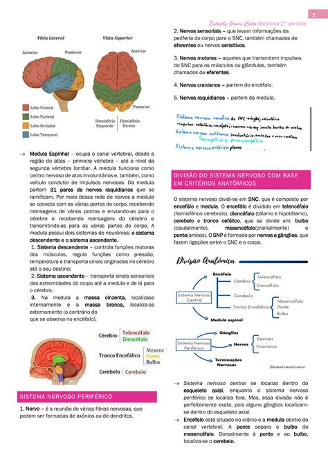 Solution Apg Sistema Nervoso Divino Studypool